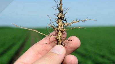 Hormonas de enraizamiento: ¿cómo utilizarlas?