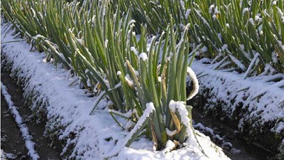 Las 10 mejores verduras para climas fríos