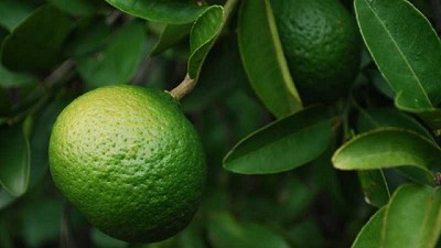 Cítricos: pautas para realizar injertos y lograr plasticidad