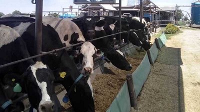 Lechería: recomiendan dietas frías para evitar el estrés por calor