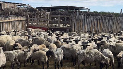 Agricultura Familiar: vacunación de ovinos para prevenir la hidatidosis en Mendoza