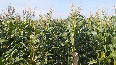 Estimaciones Agrícolas para el centro Norte de la Provincia de Santa Fe