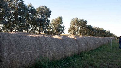Primera exportación a China de fardos de alfalfa producidos en Santiago del Estero