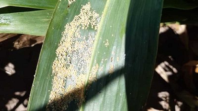 ¡Alerta! Se detecta Pulgón de caña de azúcar en Sorgo, en Argentina