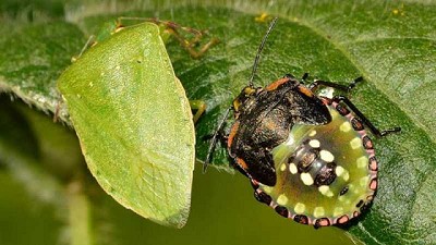 Insectos y enfermedades de fin de ciclo en soja... Preparados, listos, ya!