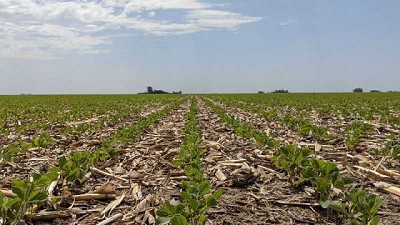 La falta de lluvias complicó la siembra de maíz y soja, pero el trigo tendrá una cosecha histórica