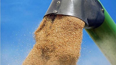 Trigo: pautas para la conservación segura de granos