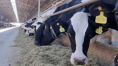 Una tecnología que mejora la producción de vacas lecheras sin el uso de antibióticos