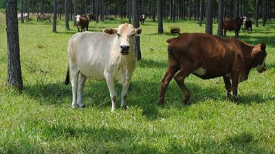 Con 25% de cobertura Silvopastoril del campo, los Correntinos podrán producir carne carbono neutro