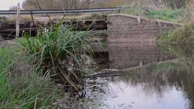 Estudian plantas que pueden remediar los ecosistemas acuáticos