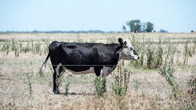 Ganadería: estrategias para enfrentar el estrés por calor