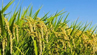 El súper arroz platense, que alcanza un 30 % más de proteínas
