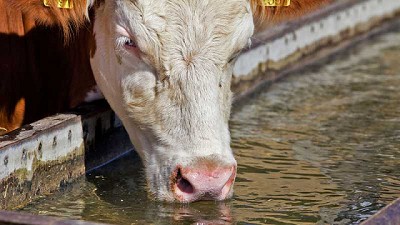 Ola de calor, ¿cómo manejar el estrés en bovinos?