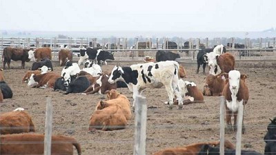 Córdoba: créditos blandos para tratamiento de residuos avícolas, bovinos y porcinos