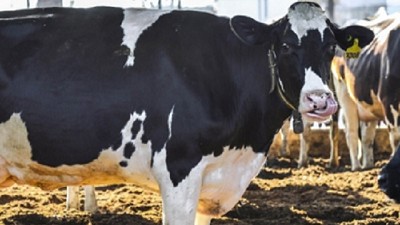 Evento: Lechería, desafíos y oportunidades