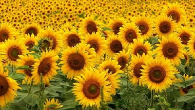 Cómo venía el girasol bonaerense hasta antes de las lluvias