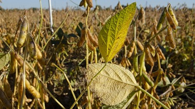 Fungicida multisitio que cambia 20 años de historia en el control de EFC en soja