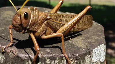 Análisis del estado de situación de la tucura quebrachera en la provincia de Córdoba