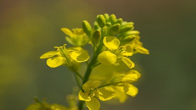 Los beneficios de sumar Camelina