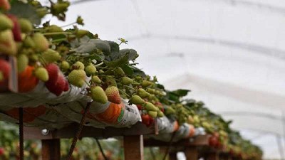 En Santa Fe, buscan cultivar frutillas durante todo el año