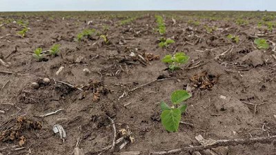 Poner a la soja en ofensiva y al maíz en defensiva