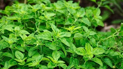 6 razones para cultivar orégano en tu jardín