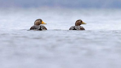 La importancia de la detección temprana de la Influenza aviar en aves silvestres