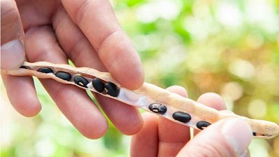 Presentan una nueva variedad de poroto negro
