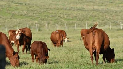 Llovió, verdearon los campos y se valoriza el ganado