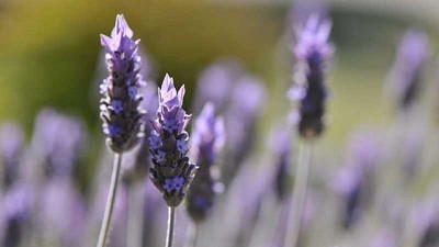 Detectan un nuevo virus que afecta a la lavanda