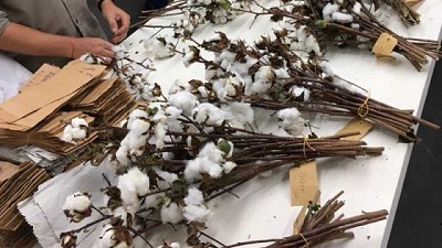 Investigadores buscan desarrollar variedades de algodón adaptadas