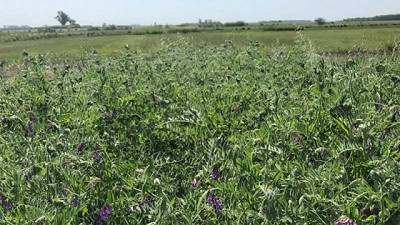 ¿Cuántos kilos de carne puede producir un cultivo de servicio?