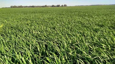 Cadena de verdeos, la clave es planificar