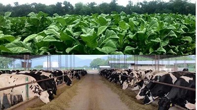 En Salta, el tambo hace una buena dupla con la producción de tabaco