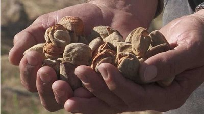 Implementan bioestimulantes en frutos secos