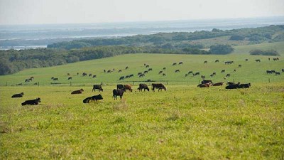 Nuevos consumos y agregado de valor: el futuro del negocio agropecuario