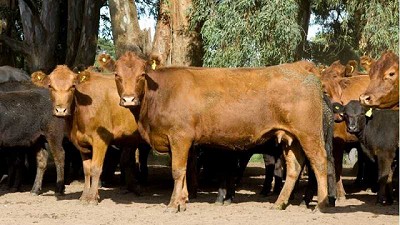 Recomendaciones para la prevención del estrés térmico por calor en bovinos de producción