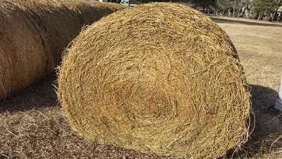 Megafardos: prácticas que permiten conservar sus propiedades