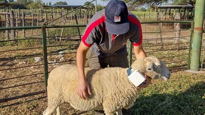 En el NOA, avanzan en el uso del collar GPS en ovinos para monitoreo animal