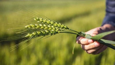 Trigo: en buenos ambientes y con una adecuada nutrición, se potencian sus rindes