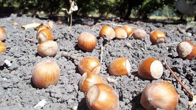 Avellanos: evalúan nuevas variedades para potenciar el cultivo