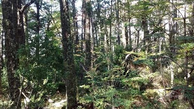 Estiman el número de especies de árboles que hay en el planeta