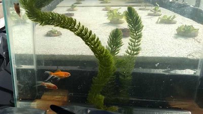 Acuaponia: un circuito para producir peces y hortalizas en simultáneo