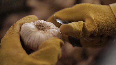 Potenciar los suelos para que el ajo gane