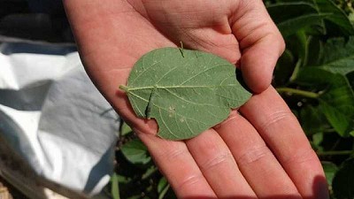 AAPPCE recomienda el monitoreo de Oruga medidora en Soja Bt por posibles fallas 