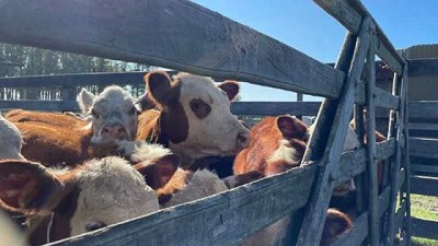 El mercado ganadero busca estabilizarse