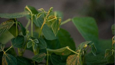 Un insecticida que se anota un poroto en el camino de la sustentabilidad