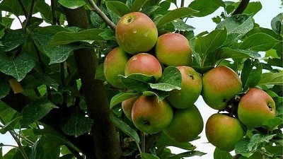 Consumo de manzanas registró el 2021 su peor marca en 60 años en Argentina