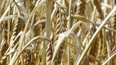 Producción y panorama del mercado de la Cebada