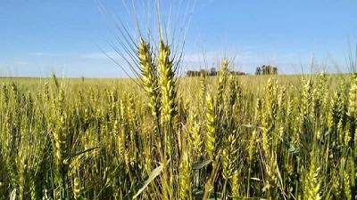 Generación HB4 presentará en Expoagro su modelo de producción para la campaña de trigo 